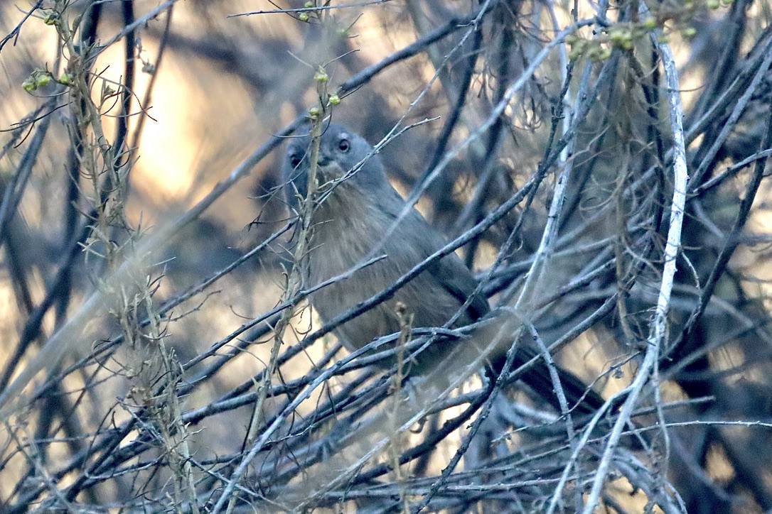 Wrentit - ML644730791