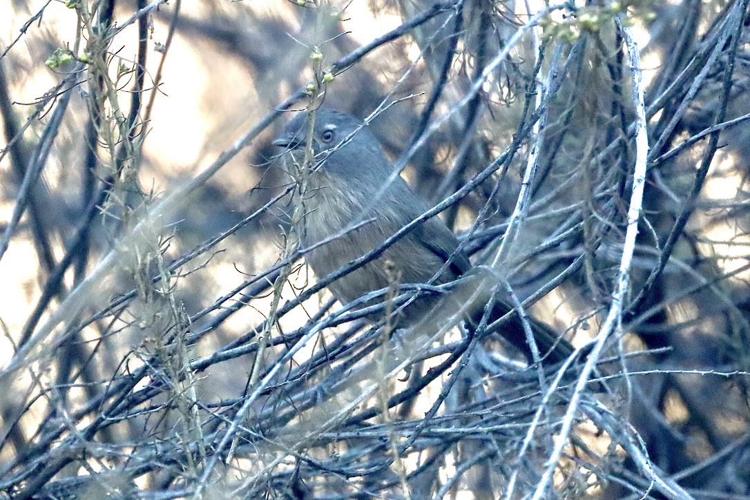 Wrentit - ML644730792