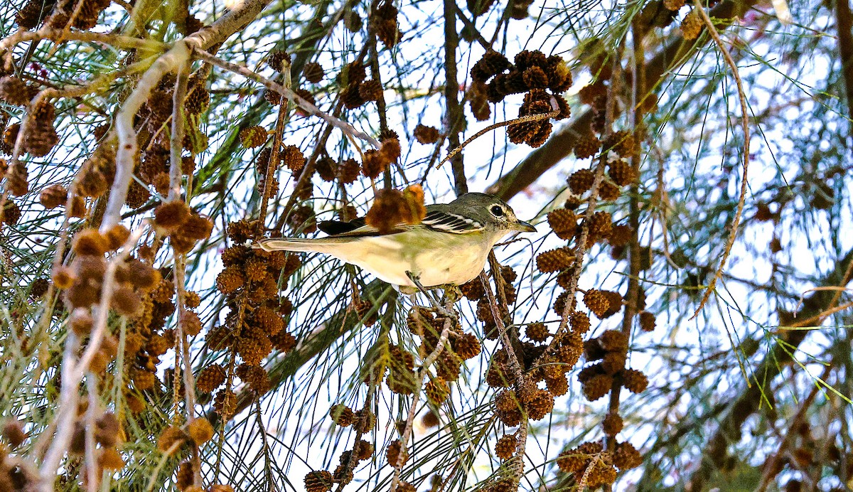 Cassin's Vireo - ML644730809