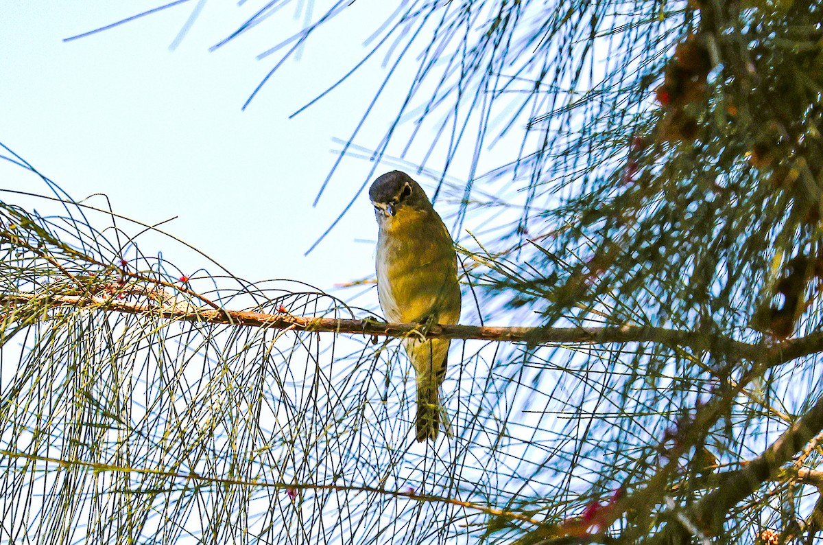 Cassin's Vireo - ML644730810