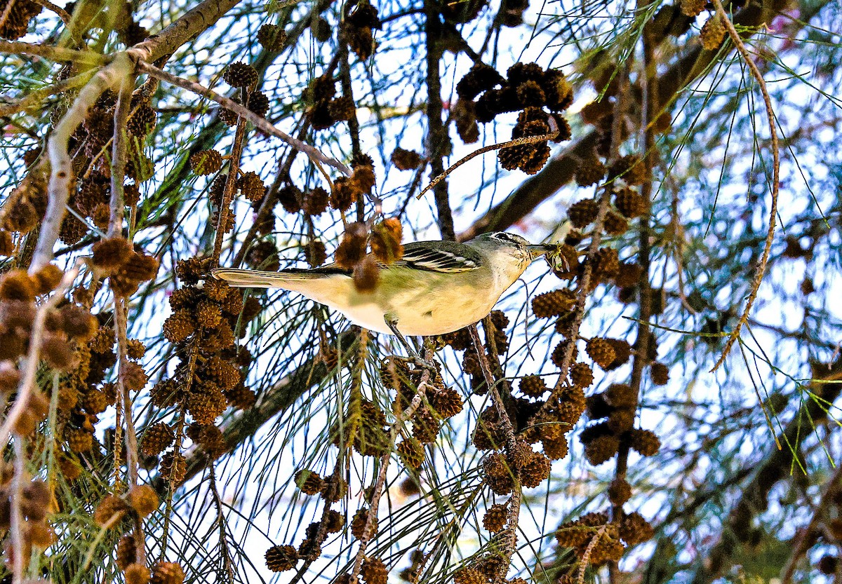 Cassin's Vireo - ML644730811