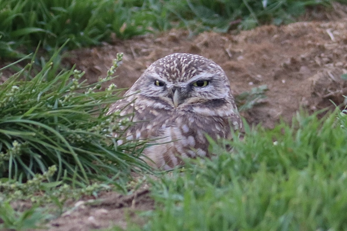Burrowing Owl (Western) - ML644730819