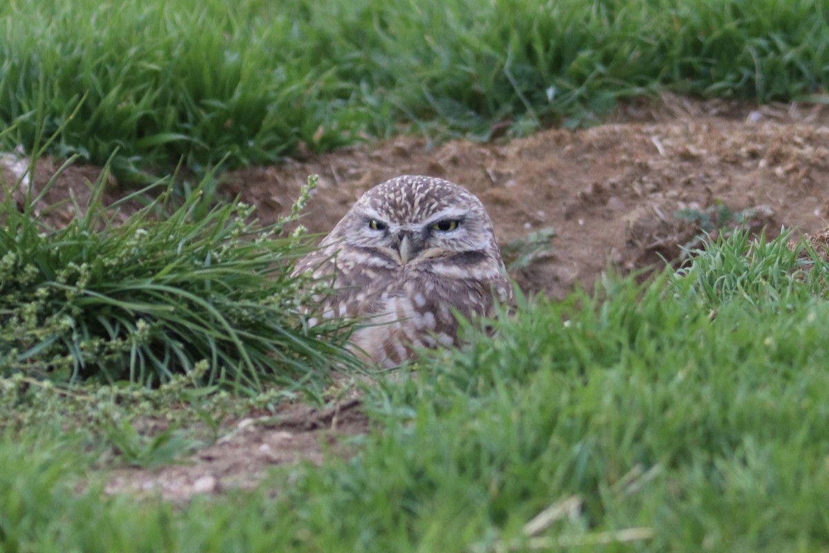 Burrowing Owl (Western) - ML644730820