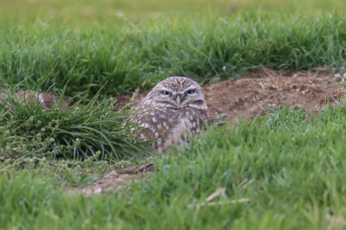 Burrowing Owl (Western) - ML644730821