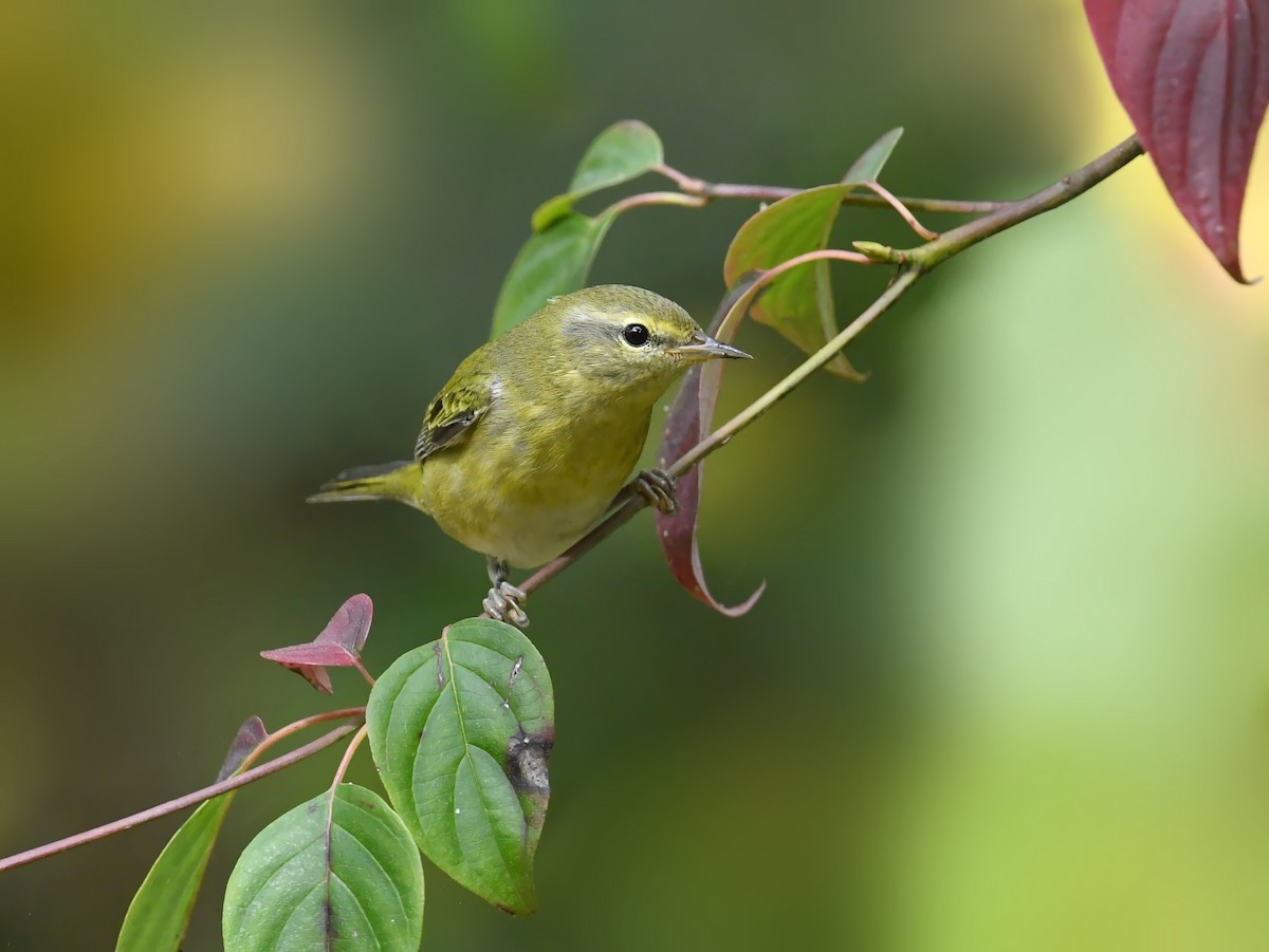 lesňáček olivový - ML644730823