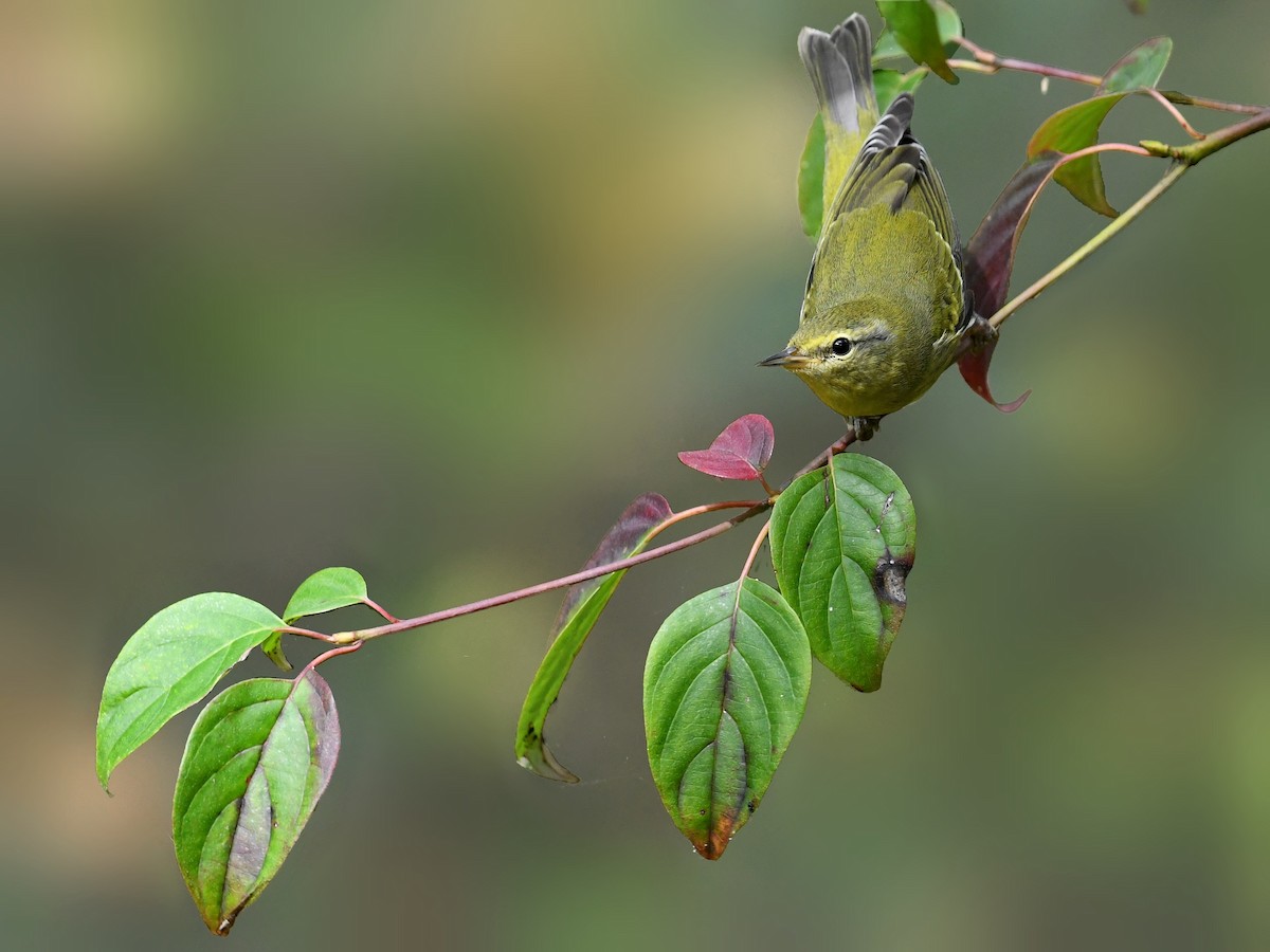 lesňáček olivový - ML644730824