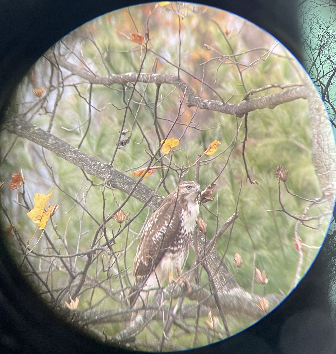 Канюк неоарктичний - ML644730825