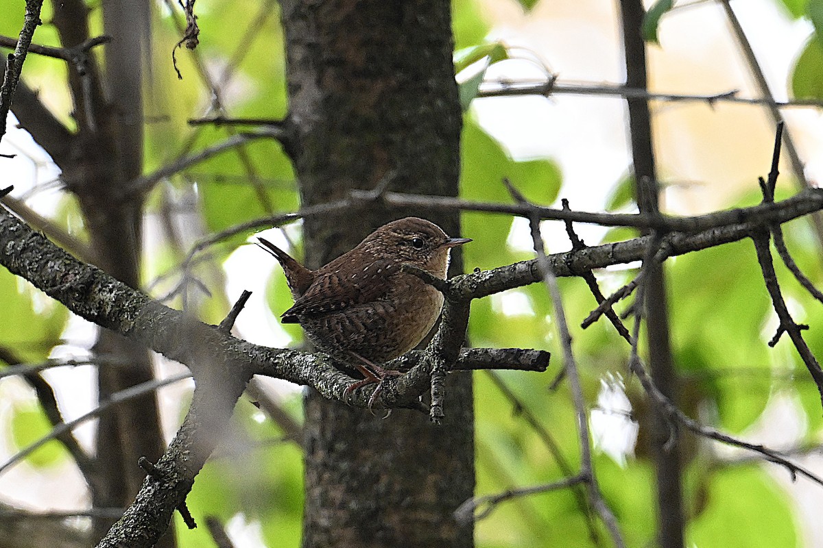 フユミソサザイ - ML644730829