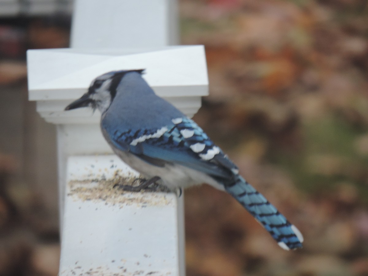 Blue Jay - ML644730830
