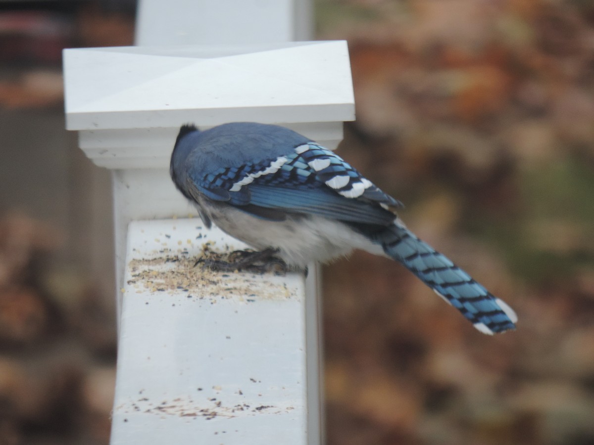 Blue Jay - ML644730831