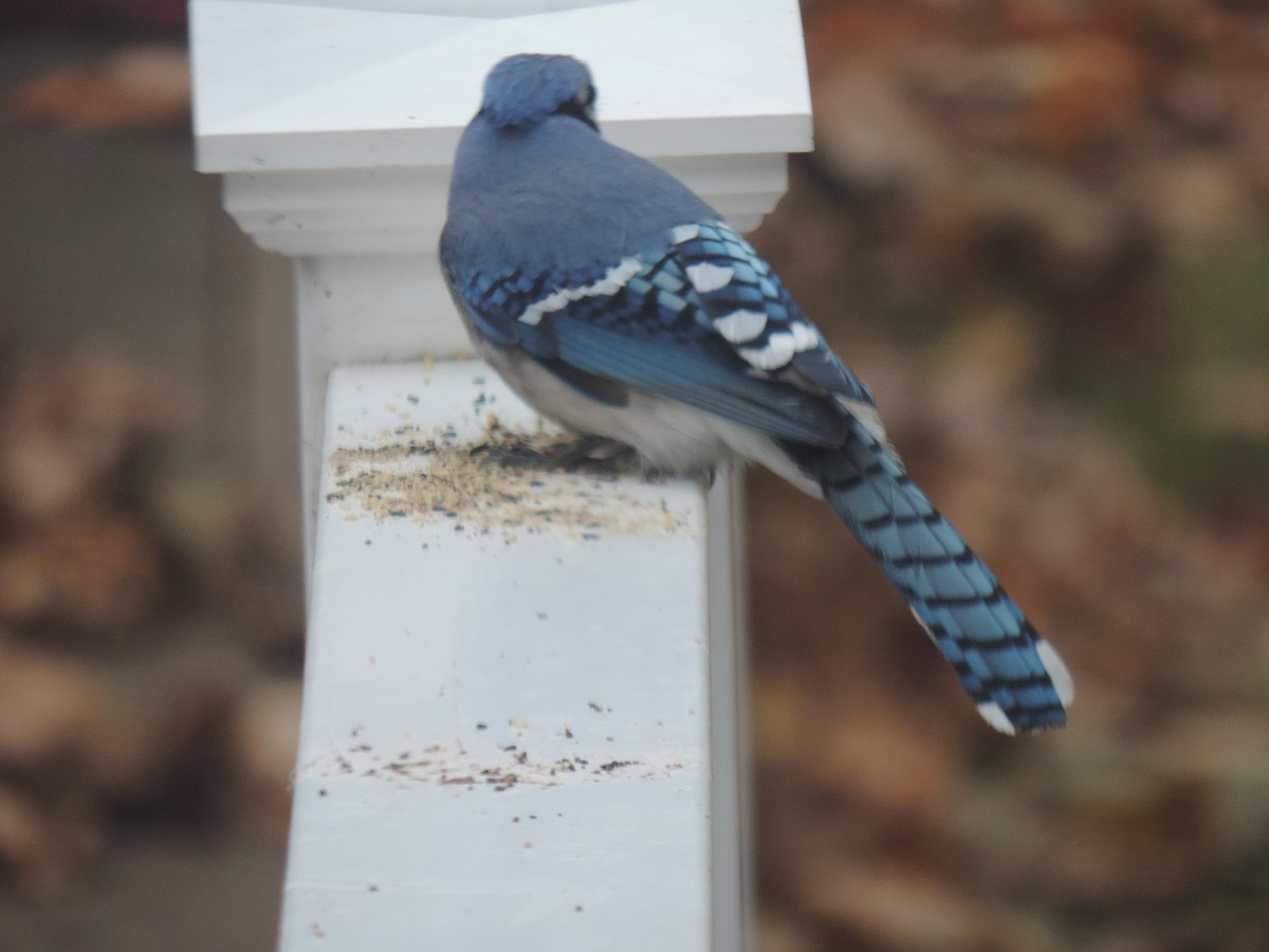 Blue Jay - ML644730832