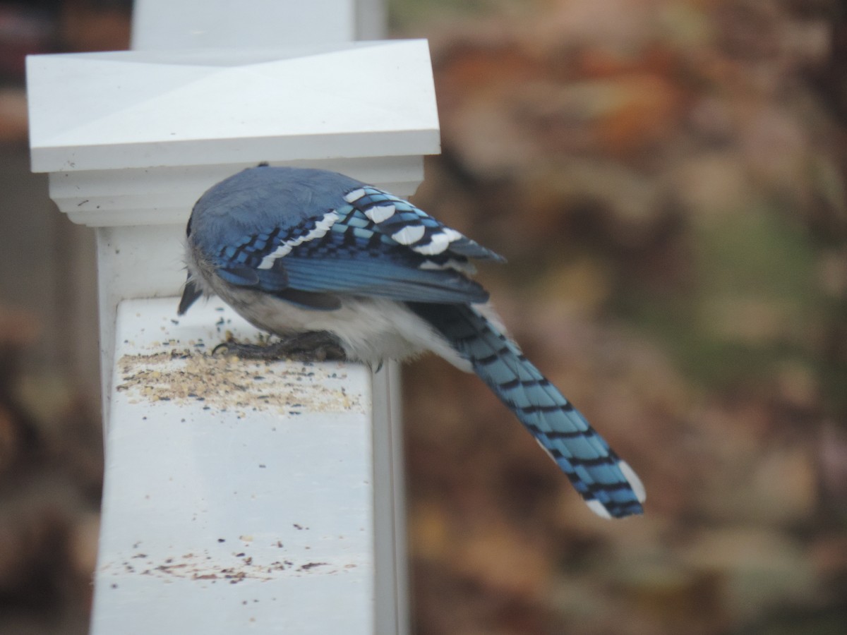 Blue Jay - ML644730833