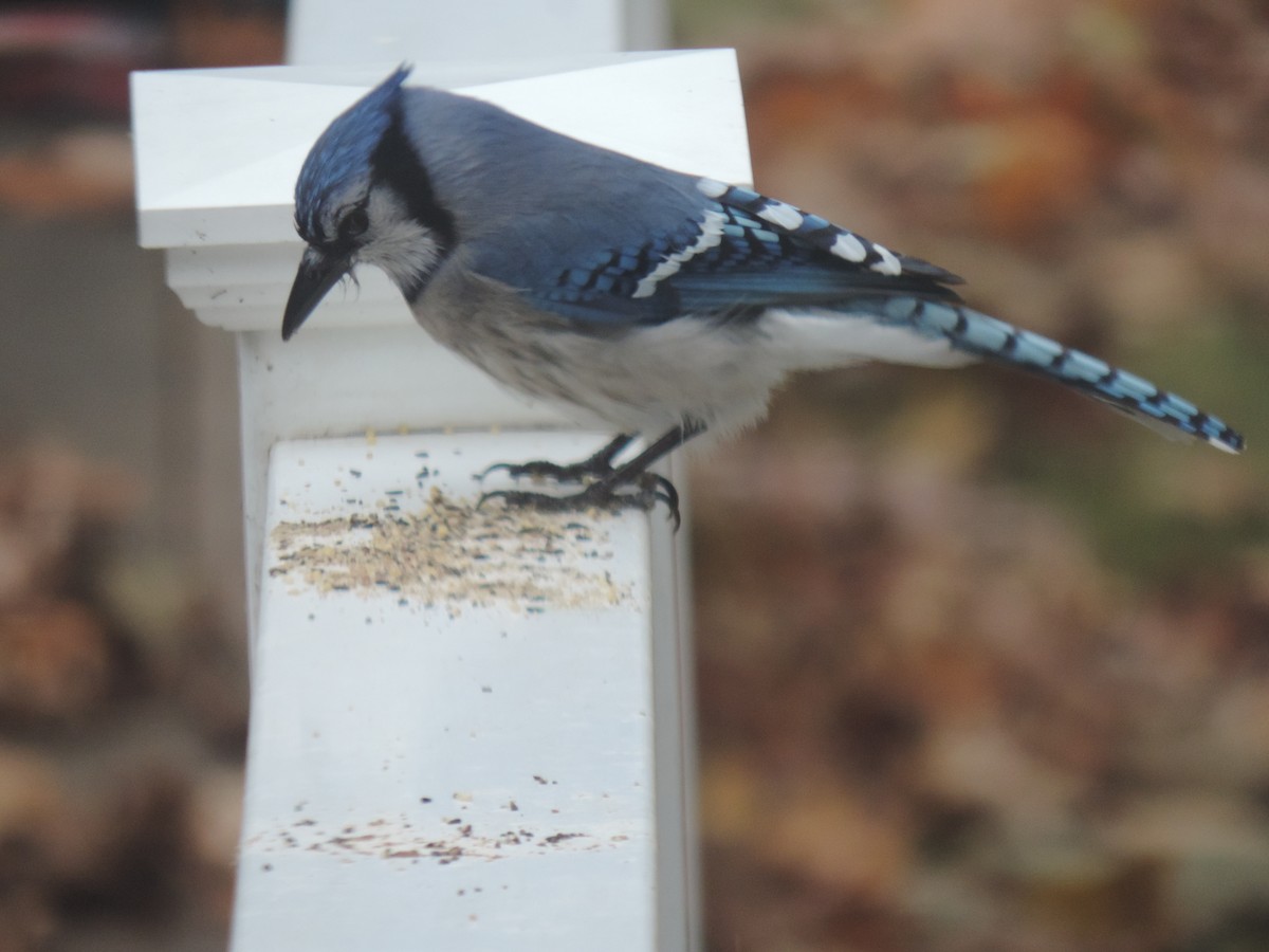 Blue Jay - ML644730834