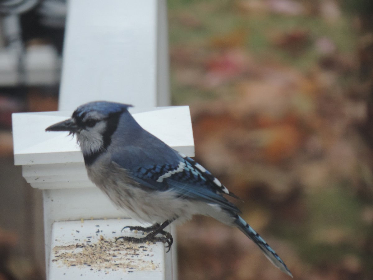 Blue Jay - ML644730835