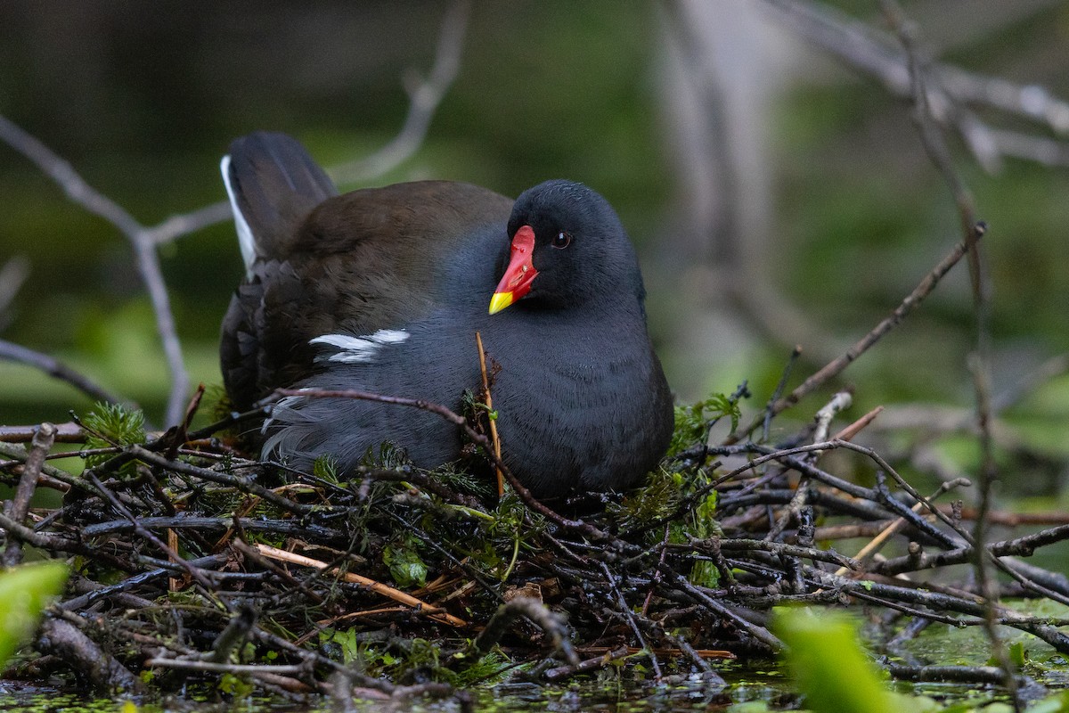 Gallinule poule-d'eau - ML644730838