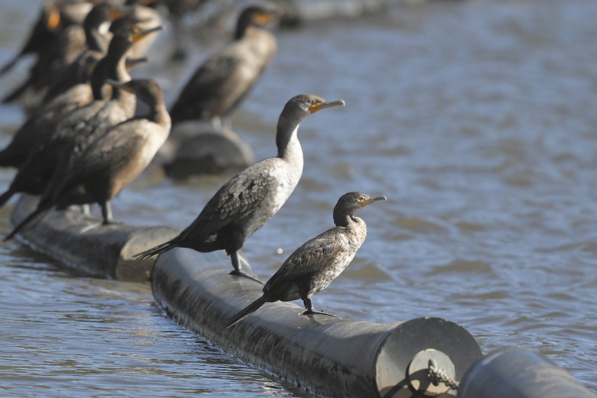 Neotropic Cormorant - ML644730839