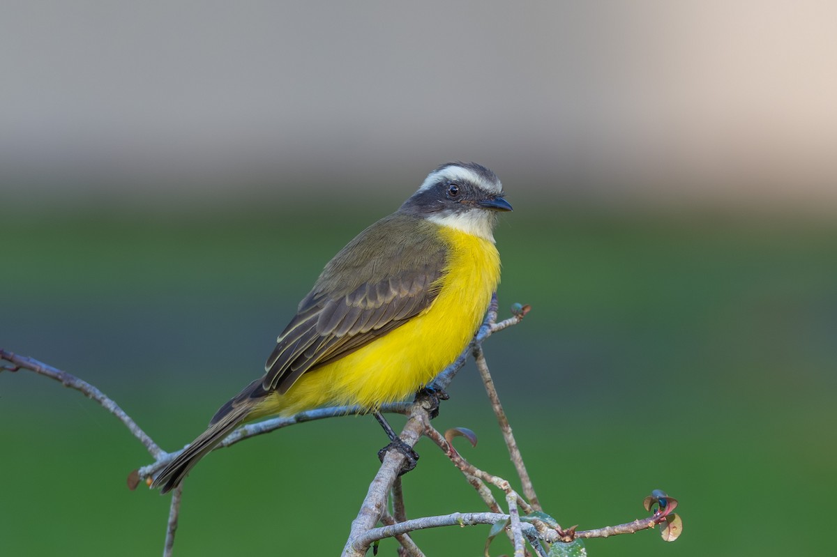 Красношапочный бентеви - ML644730840