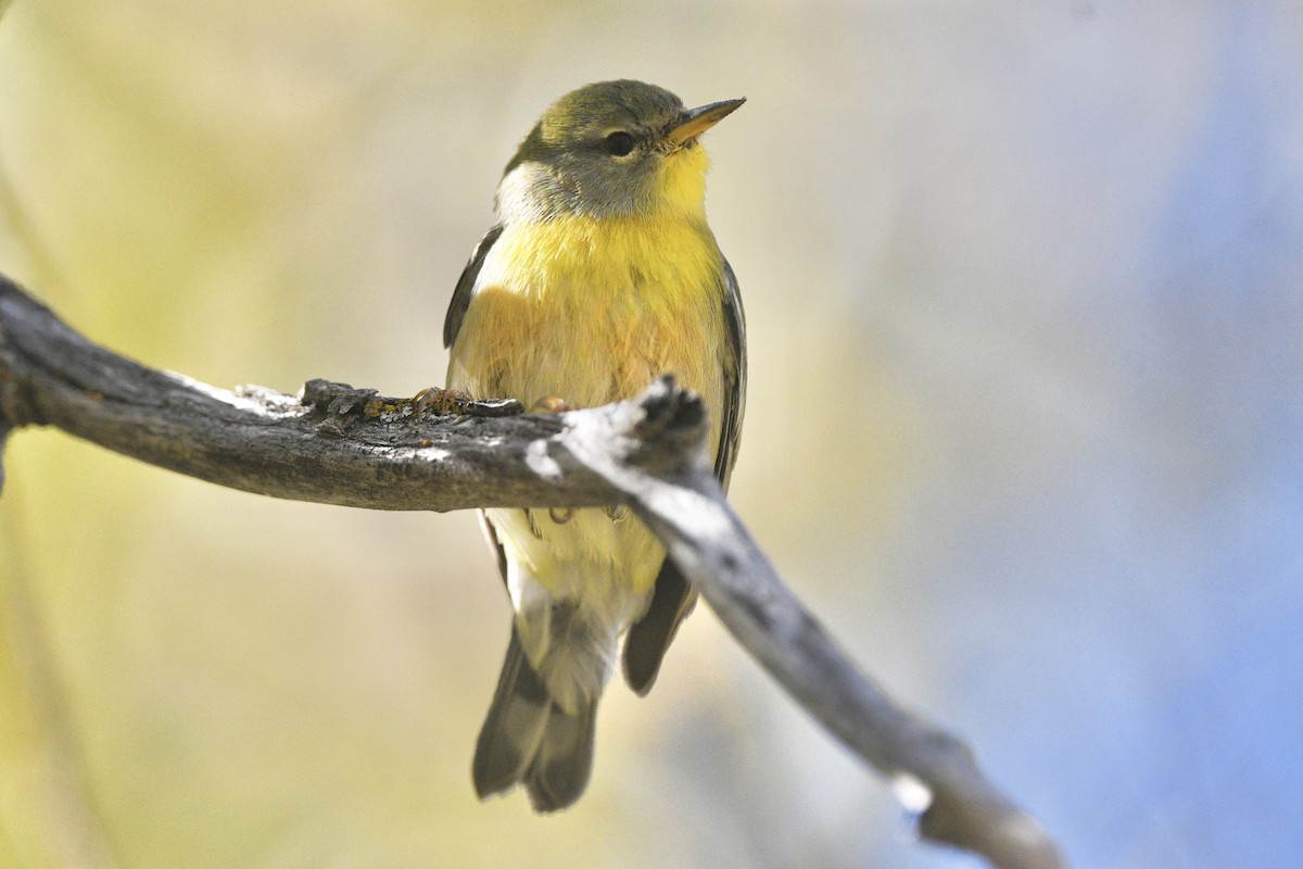 Northern Parula - ML644730847