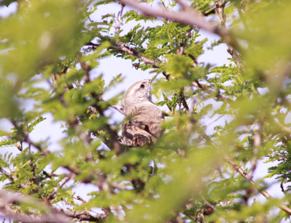 Short-billed Canastero - ML644730853