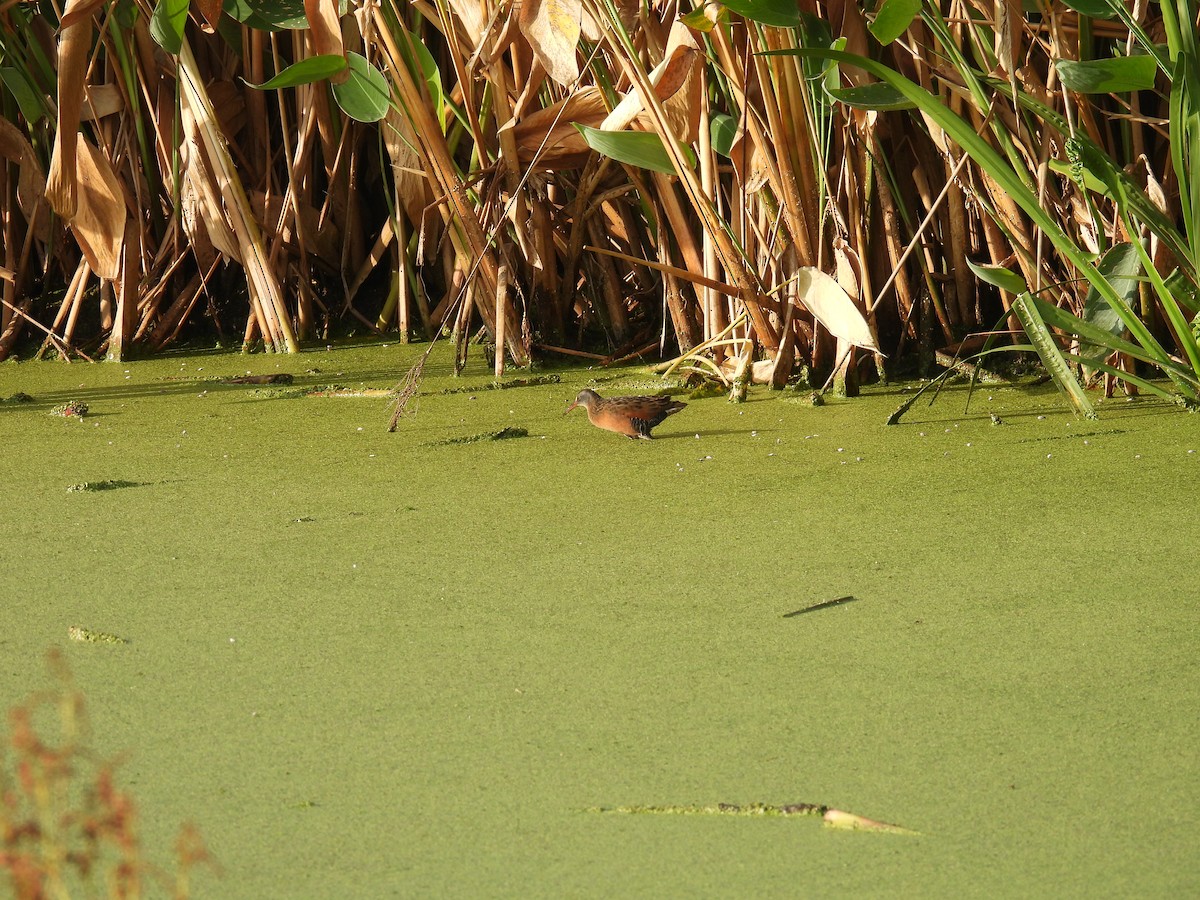 Rascón de Virginia - ML644730858