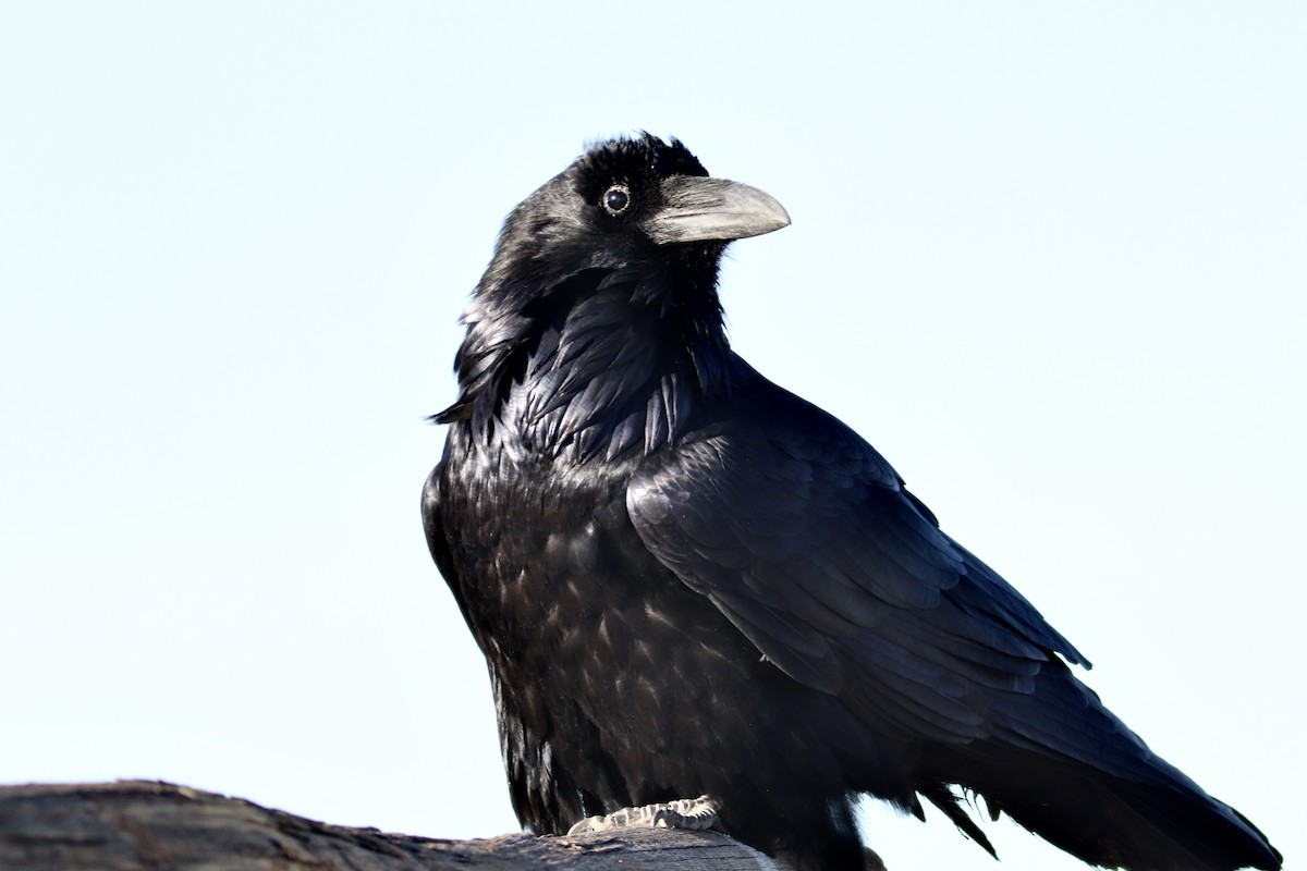 Kolkrabe - ML644730859