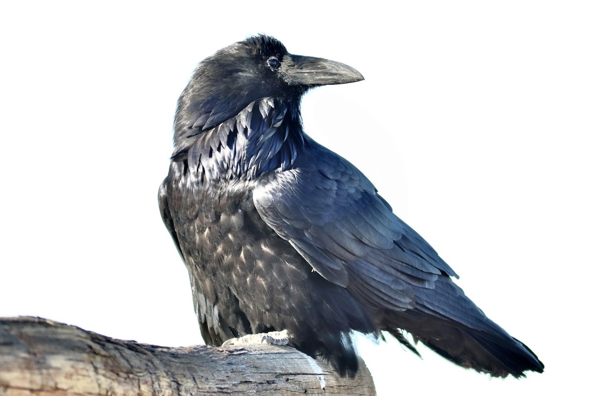 Kolkrabe - ML644730860