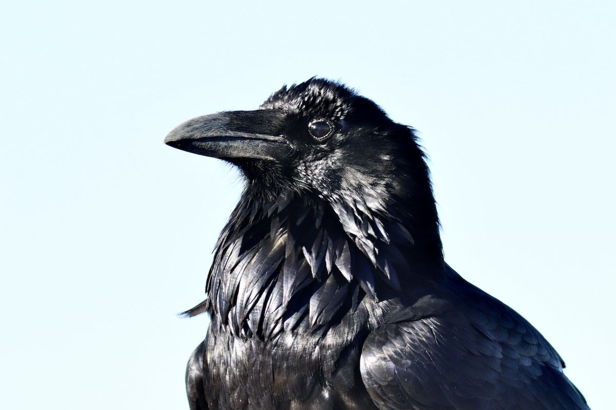 Kolkrabe - ML644730861