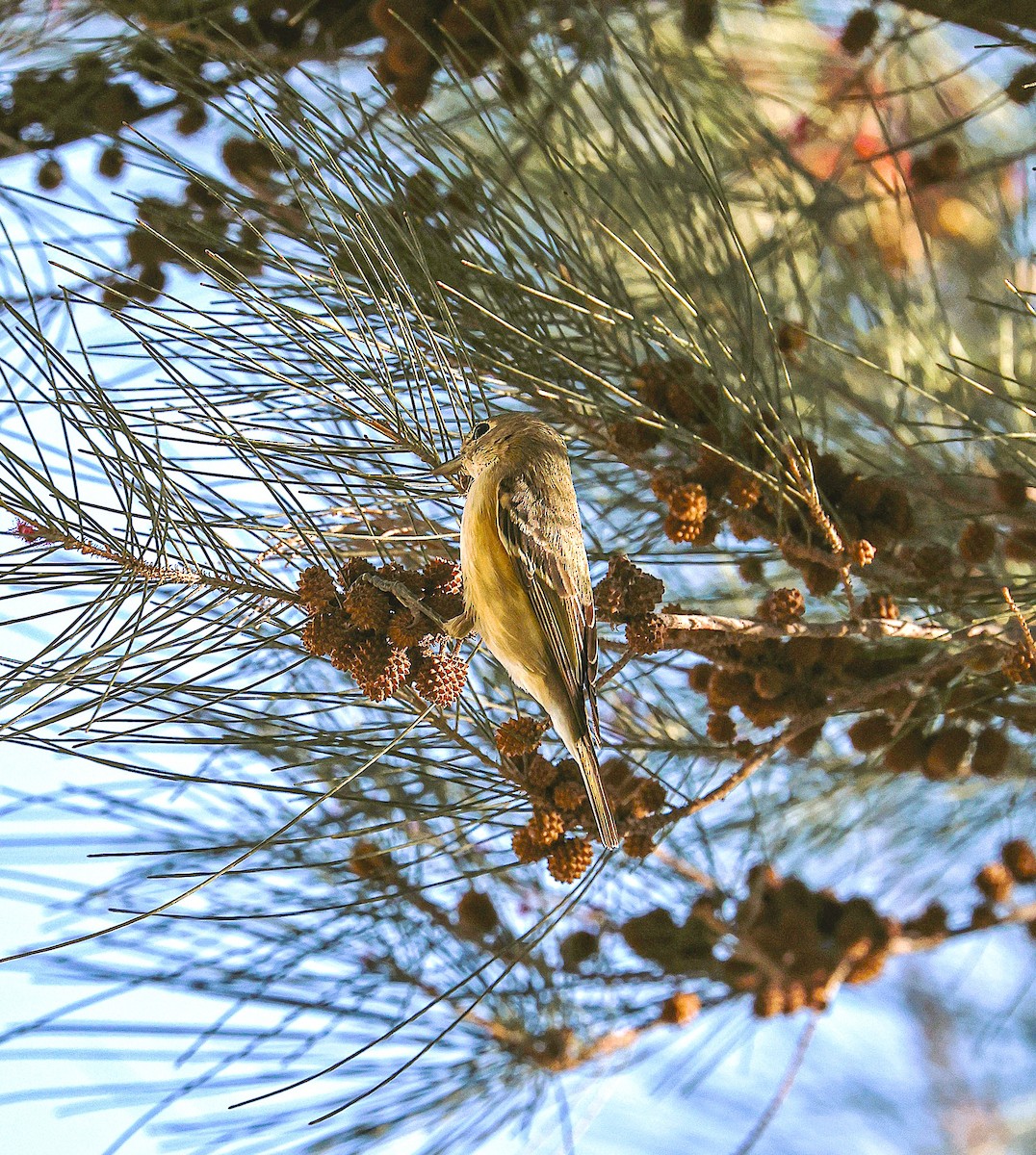 Ruby-crowned Kinglet - ML644730868
