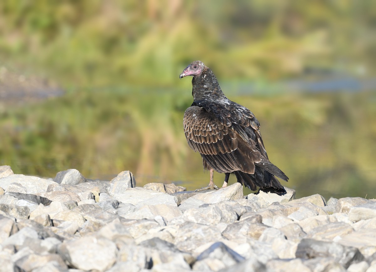 kondor krocanovitý - ML644730869