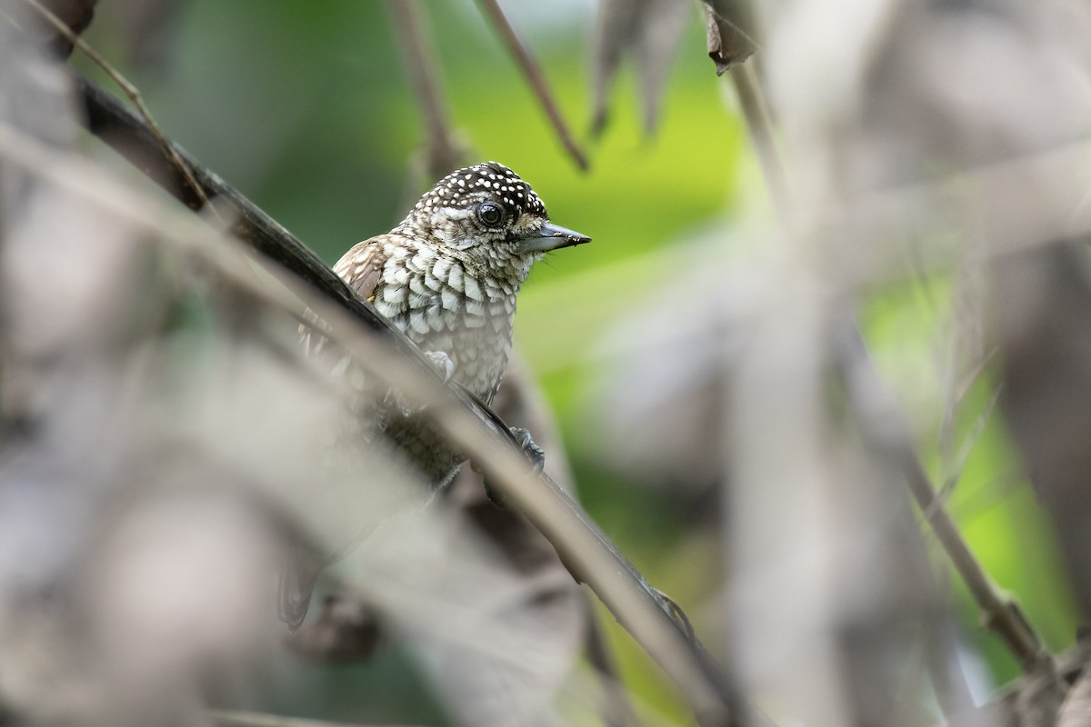 ウロコヒメキツツキ - ML644730870