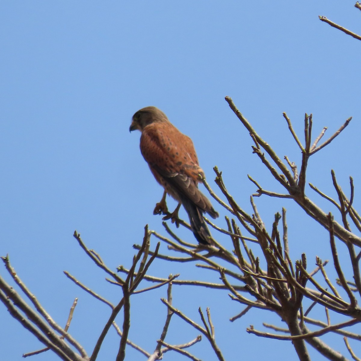 Malagasy Kestrel - ML644730875