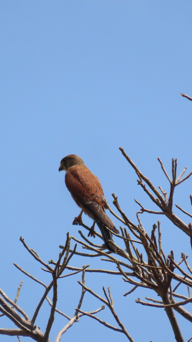Malagasy Kestrel - ML644730876