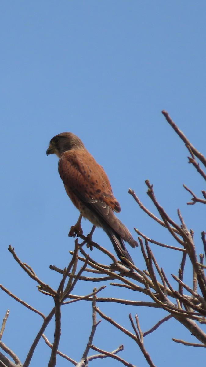 Malagasy Kestrel - ML644730877