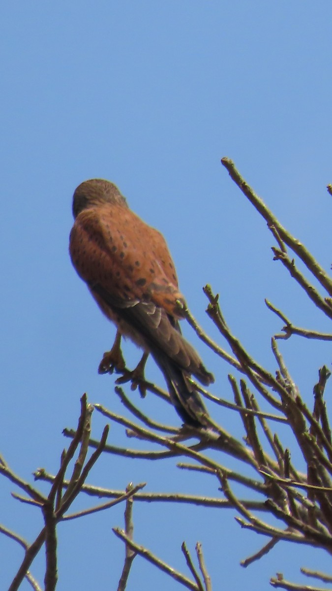 Malagasy Kestrel - ML644730878