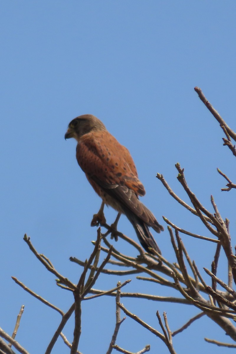 Malagasy Kestrel - ML644730879