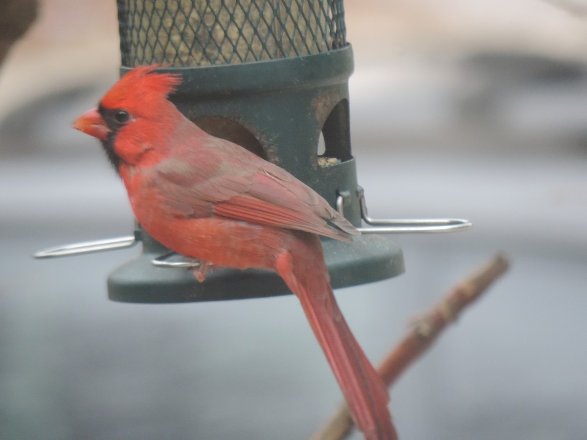 Cardinal rouge - ML644730883