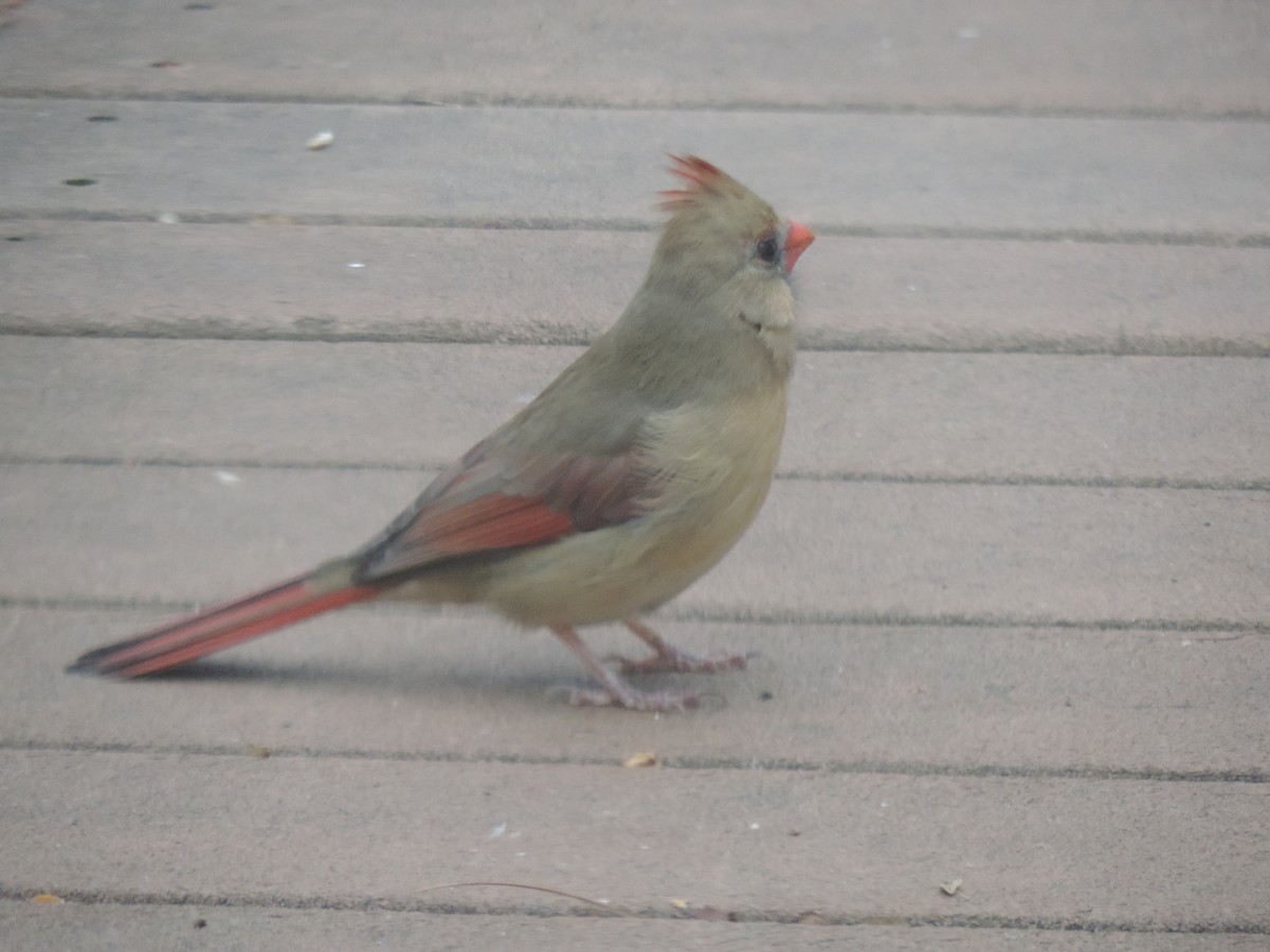 Cardinal rouge - ML644730884