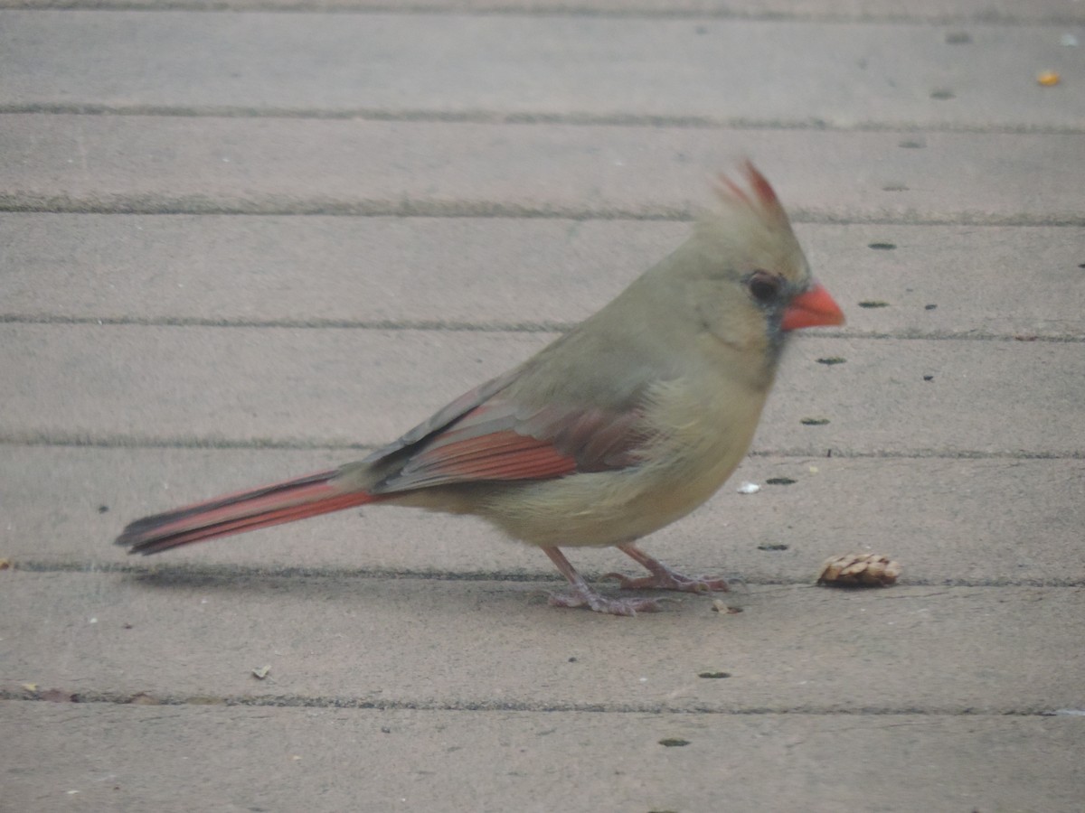 Cardinal rouge - ML644730885