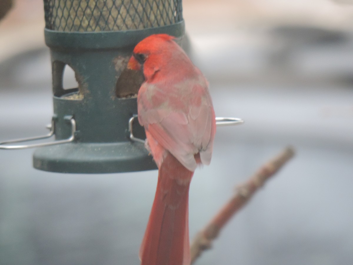 Cardinal rouge - ML644730886