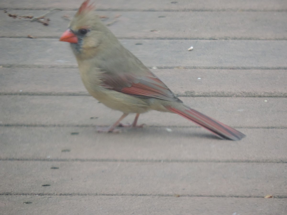 Cardinal rouge - ML644730887