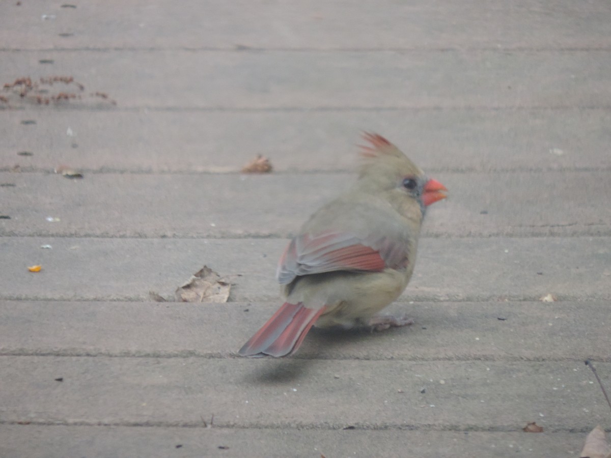 Cardinal rouge - ML644730888