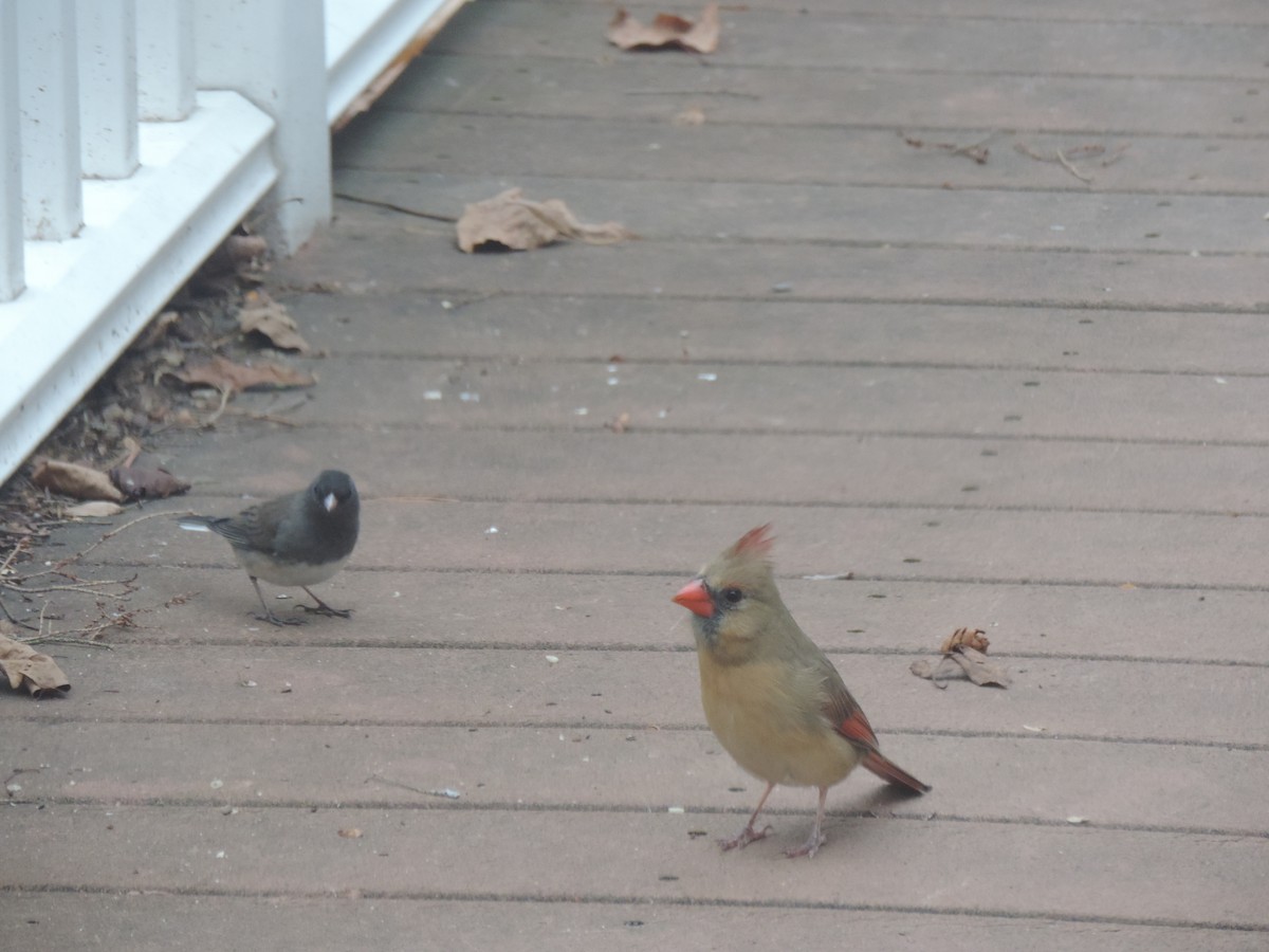 Cardinal rouge - ML644730889