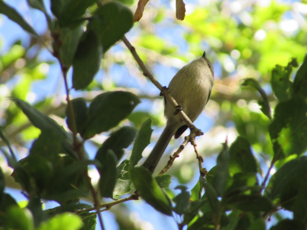 Bushtit - ML644730894