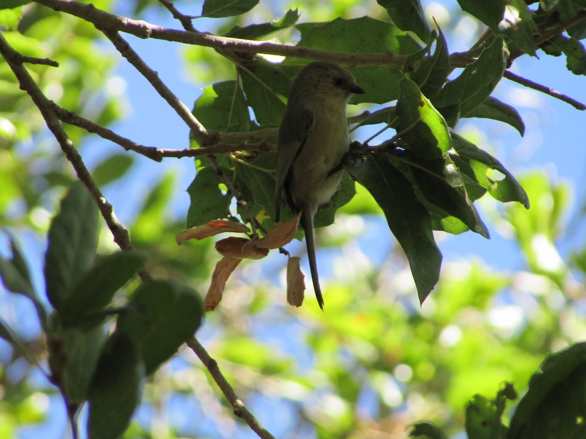 Bushtit - ML644730895