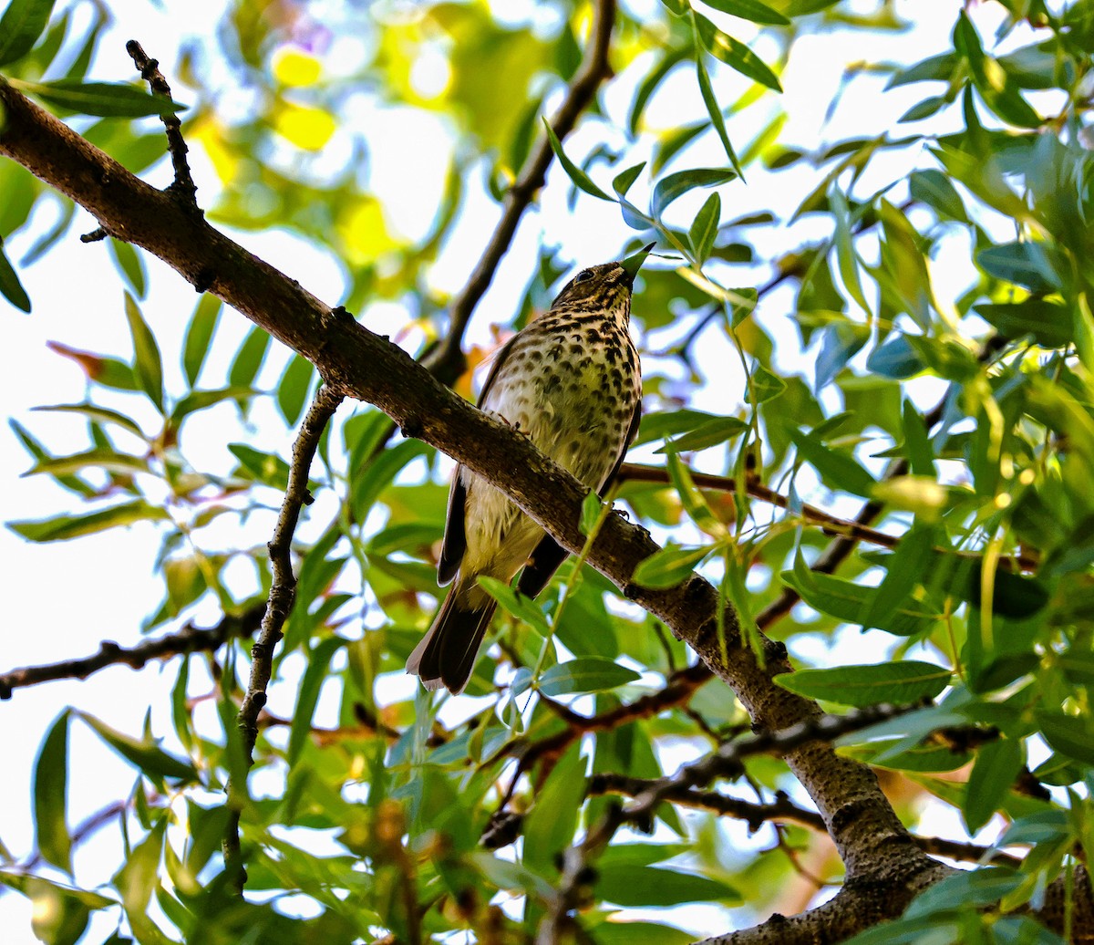 Hermit Thrush - ML644730896