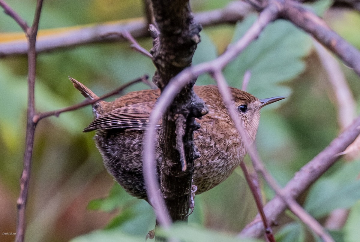 フユミソサザイ - ML644730898