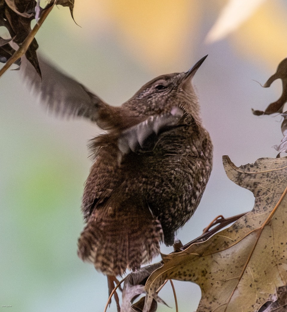 フユミソサザイ - ML644730899