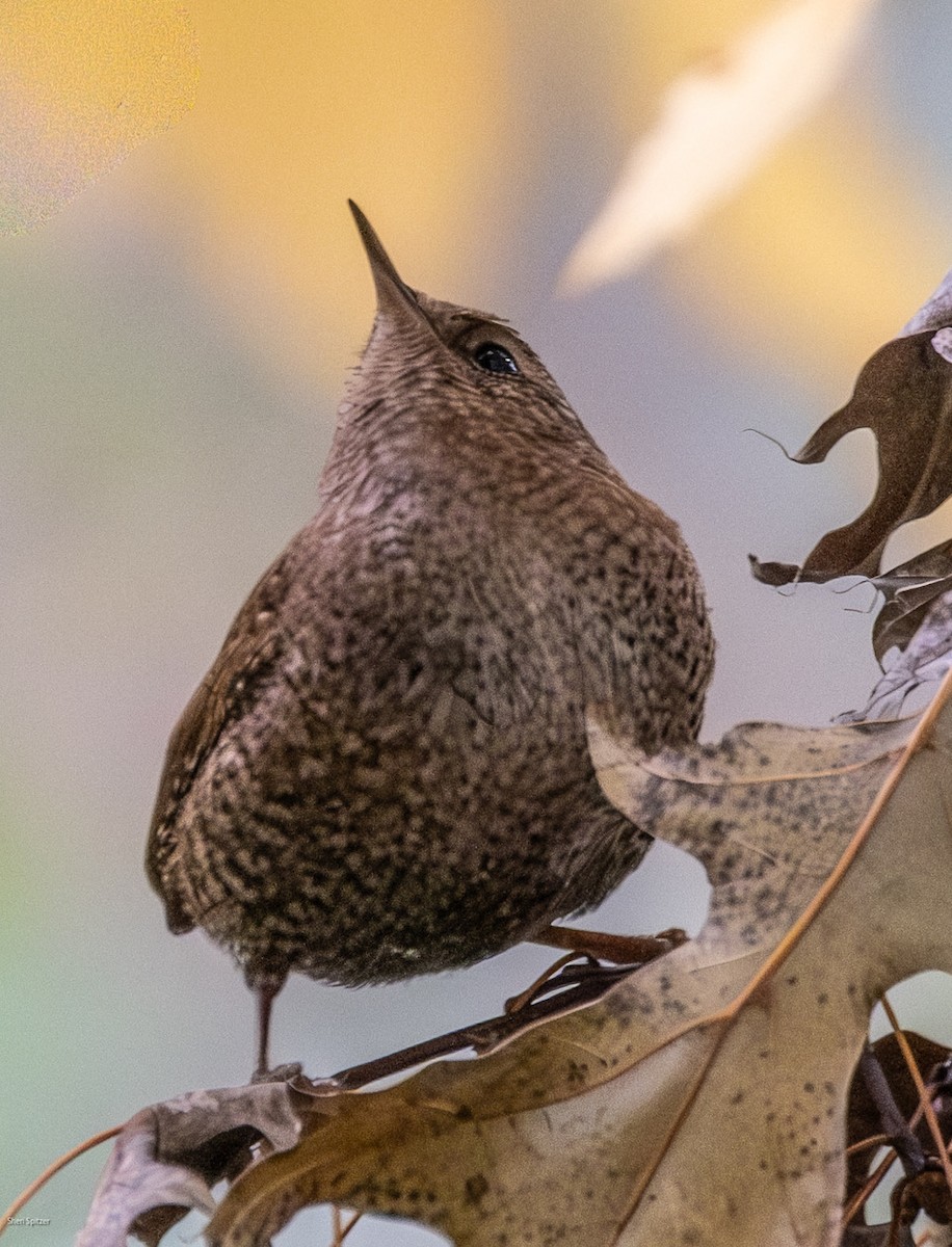 フユミソサザイ - ML644730900