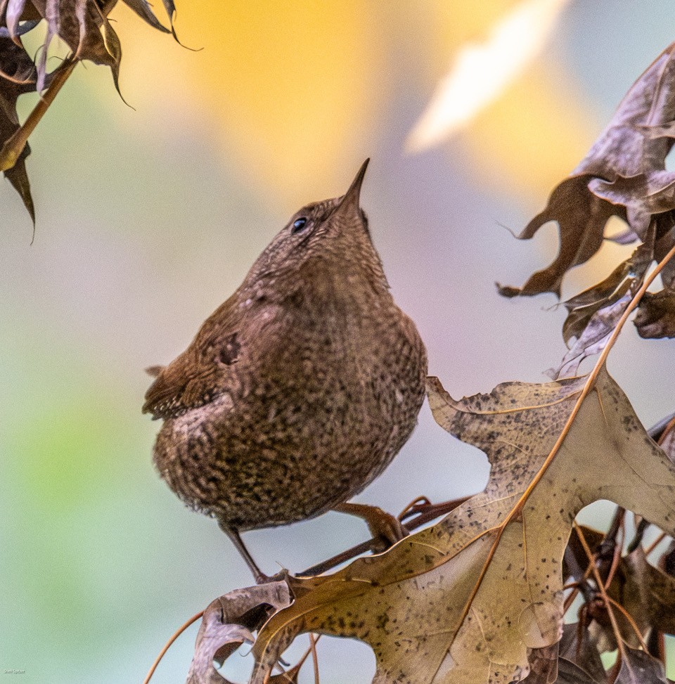 フユミソサザイ - ML644730901