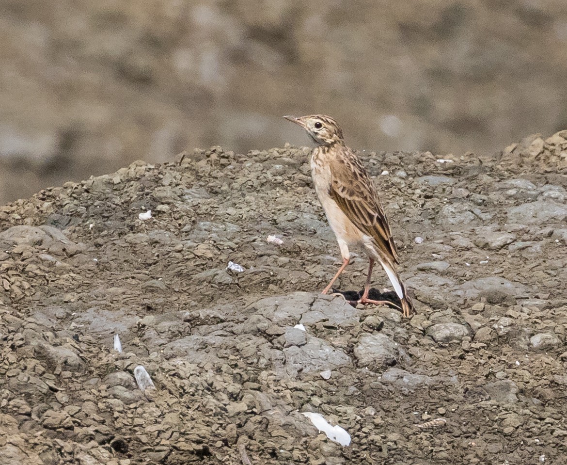 Степной конёк - ML644730902